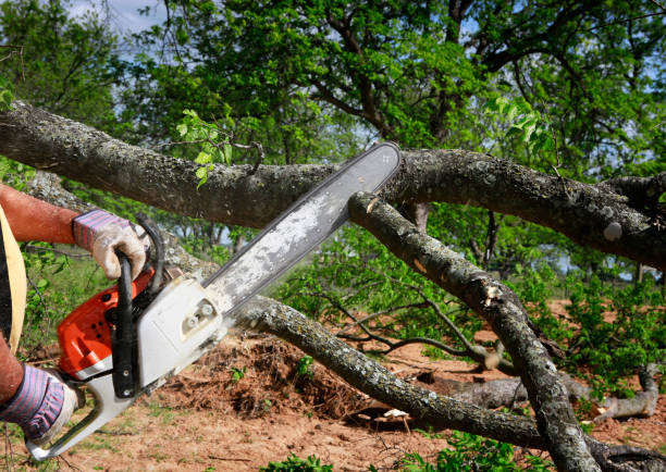 Best Tree Cabling and Bracing  in Beattystown, NJ